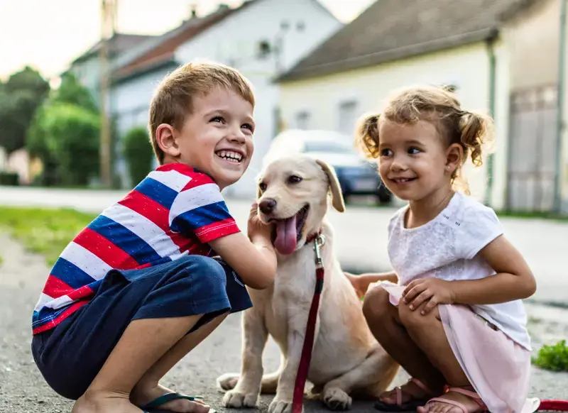 Fostering with animals: Pets, dogs and what you need to know